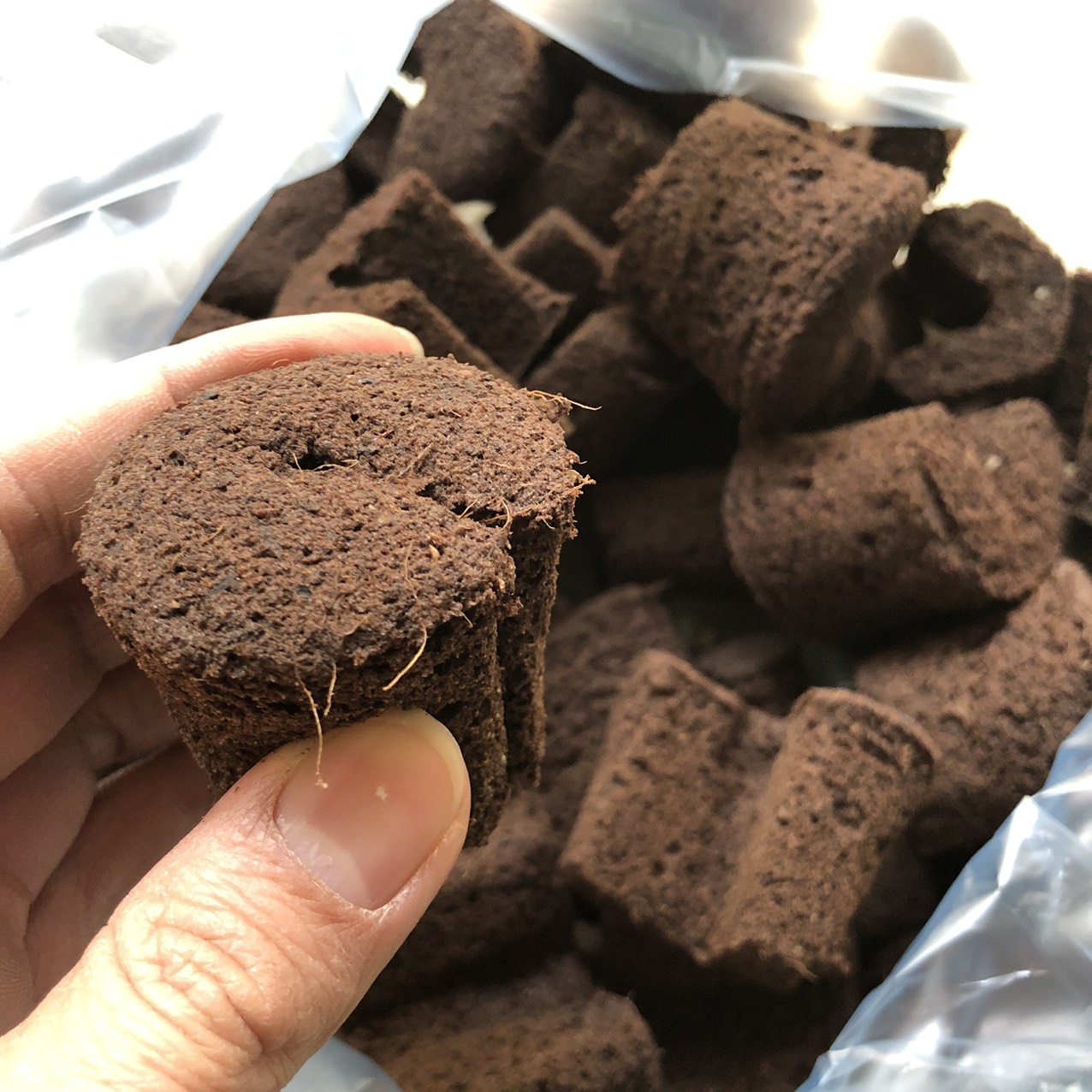 Mút ươm kie Hà Lan - Ảnh 1